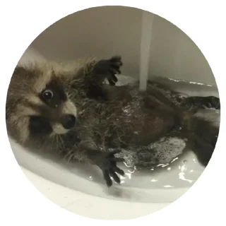 💦 emoji 🦝 Telegram sticker 20 of 51