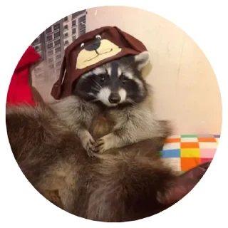 🍂 emoji 🦝 Telegram sticker 13 of 51