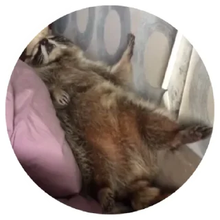 👾 emoji 🦝 Telegram sticker 24 of 51