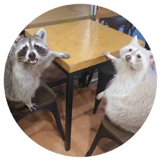 Sticker from 🦝