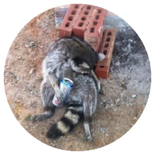 🥴 emoji 🦝 Telegram sticker 8 of 51