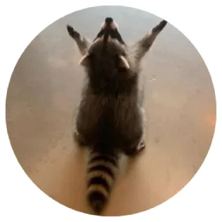 🛐 emoji 🦝 Telegram sticker 15 of 51