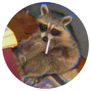 🚬 emoji 🦝 Telegram sticker 11 of 51