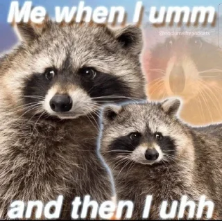 Sticker from 🦝 Racoon life 🦝