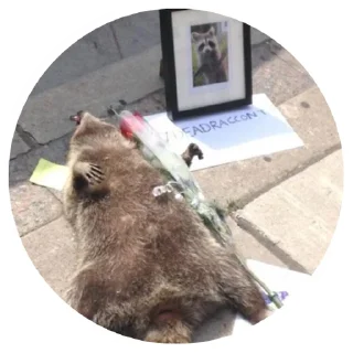 ⚰️ emoji 🦝 Telegram sticker 23 of 51