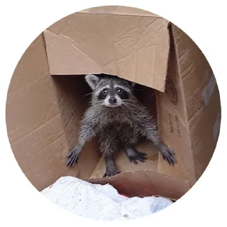 🥲 emoji 🦝 Telegram sticker 18 of 51