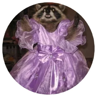 Sticker from 🦝