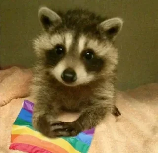 Sticker from 🦝