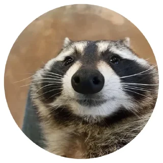 🌼 emoji 🦝 Telegram sticker 12 of 51