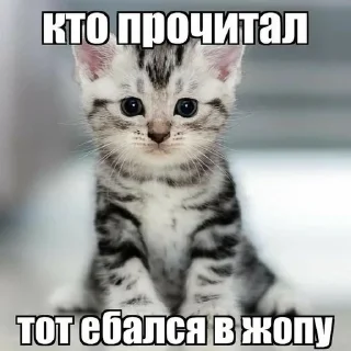 Sticker from кскскс