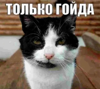 😼 emoji forimportanttalks Telegram sticker 11 of 119