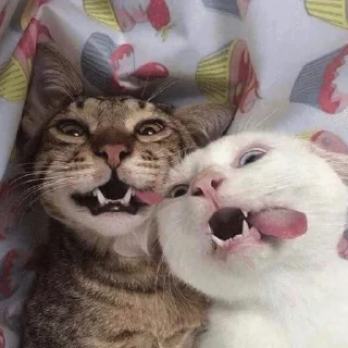 😂 emoji Муся это ты? Telegram sticker 12 of 72