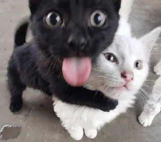 👅 emoji Муся это ты? Telegram sticker 19 of 72