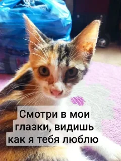 Sticker from Муся