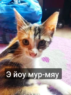 Sticker from Муся