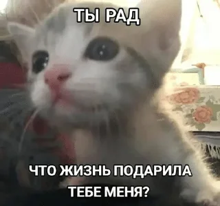 👄 emoji Муся это ты? Telegram sticker 22 of 72