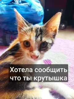 Sticker from Муся