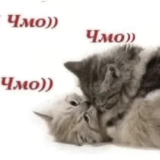 💋 emoji Муся это ты? Telegram sticker 9 of 72