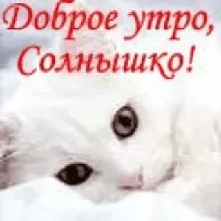 Муся это ты? sticker 1