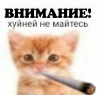 🚬 emoji доброкотики :: @ljmhfzleif Telegram sticker 11 of 120