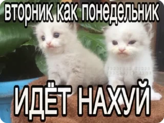 🌟 emoji доброкотики :: @ljmhfzleif Telegram sticker 8 of 120