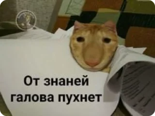 🌟 emoji доброкотики :: @ljmhfzleif Telegram sticker 21 of 120