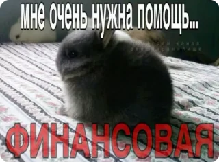 🌟 emoji доброкотики :: @ljmhfzleif Telegram sticker 23 of 120