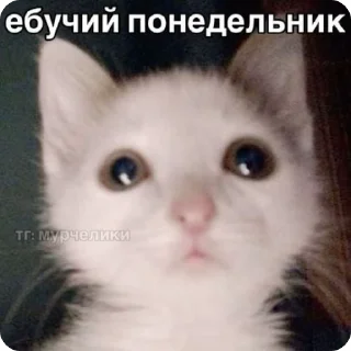 🌟 emoji доброкотики :: @ljmhfzleif Telegram sticker 7 of 120
