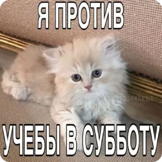 🌟 emoji доброкотики :: @ljmhfzleif Telegram sticker 9 of 120