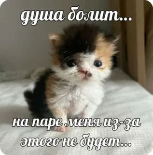 🌟 emoji доброкотики :: @ljmhfzleif Telegram sticker 10 of 120