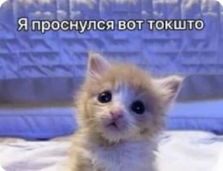 😴 emoji доброкотики :: @ljmhfzleif Telegram sticker 5 of 120