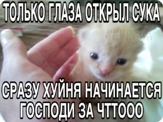 🌟 emoji доброкотики :: @ljmhfzleif Telegram sticker 22 of 120