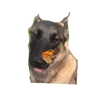 Sticker from Dog the god