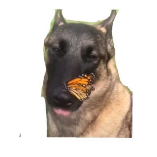 Sticker from Dog the god