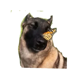 Sticker from Dog the god