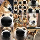 🐶 emoji Friends @TVstickers Telegram sticker 23 of 73