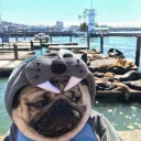 🐶 emoji Friends @TVstickers Telegram sticker 4 of 73