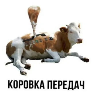 Sticker from Мемы от Евы)