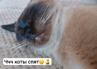 🤩 emoji @MoiStikiBot Арам сам сам Арам сам сам гули гули гули Арам сам с Telegram sticker 7 of 60