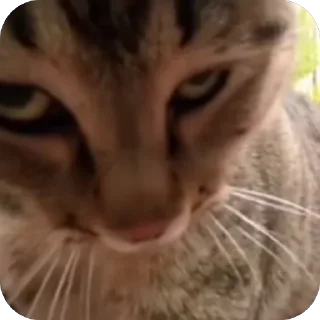 😒 emoji Больше стиков тут: @stikery4 Telegram sticker 12 of 101