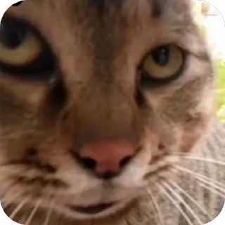 😟 emoji Больше стиков тут: @stikery4 Telegram sticker 13 of 101
