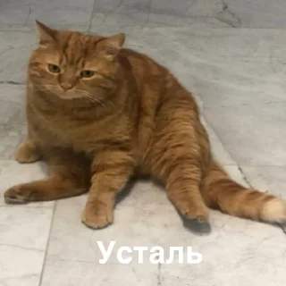 Sticker from сАбаки
