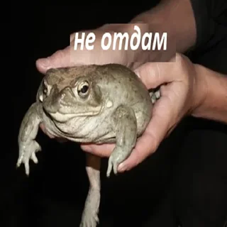 Sticker from Держи жабу