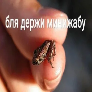 Sticker from Держи жабу