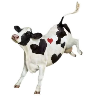корови вайб @solnataa sticker 2