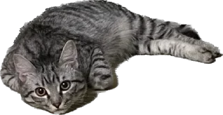 Sticker from Маркус на связи