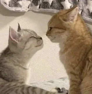 🐈 emoji @sempai21 Милые стикеры Telegram sticker 20 of 86