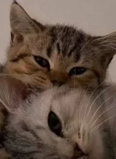 🐈 emoji @sempai21 Милые стикеры Telegram sticker 18 of 86