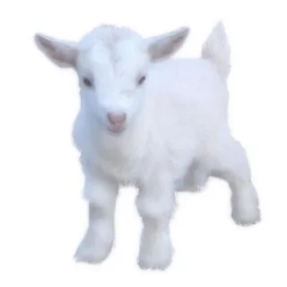 🐐 emoji Favorite stickers Telegram sticker 14 of 120