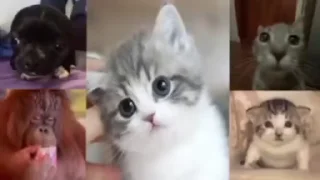 🌟 emoji спокойно Telegram sticker 13 of 116